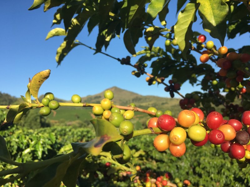 Plantatie de cafea din Brazilia